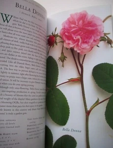100 Old Roses for the American Garden photos Roses made easy reference - Picture 1 of 6