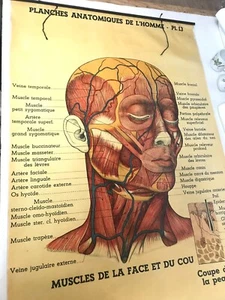 Ancien Rouleau Affiche poster anatomie anatomique - Picture 1 of 5