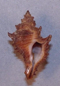 MUREX GUBBI 26mm SUPER CHOICE SPECIMEN Libreville, Gabon - Picture 1 of 2