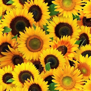 Sonnenblumen Herbst Stoff Blumen Sunflower Patchworkstoff Patchwork Blumenstoffe - Bild 1 von 1