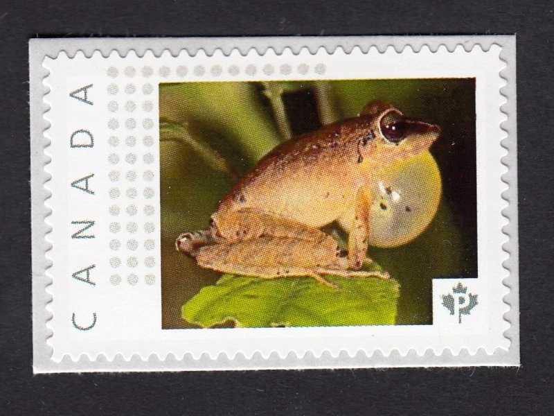 BROWN FROG = TOAD = Picture Postage MNH stamp Canada 2016 [p16/01-2fr5/5] - Image 1 of 2