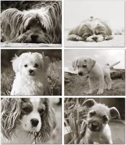 Puppy Greeting Cards - Blank Inside - 5.5"x4.25" - 24 Pack - Bild 1 von 4
