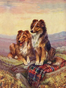 SHELTIE SHETLAND SHEEPDOG TWO DOGS CHARMING DOG GREETINGS NOTE CARD - Picture 1 of 1