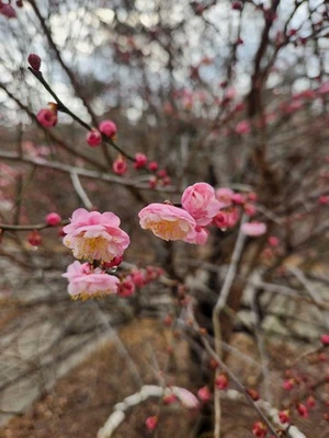 2 Japanese Flowering Apricot, Pink Ume, 2.5 In Pots Well Rooted  - Image 1 of 4