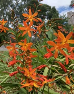 CROCOSMIA Brilliant Orange Iris Small to Medium Sized 5 Bulbs Free Post - Picture 1 of 1