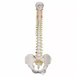 3B Scientific A59/1 Highly Flexible Human Spine Model, Mounted on Flexible Core - Picture 1 of 2