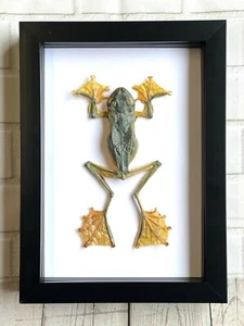 Green Flying Tree Frog (Rhacophorus reinwardtii) Shadow Box Frame Display Case - Picture 1 of 2