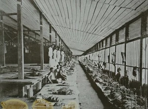 Magic Lantern Slide Photo Sumatra Indonesia Chinese Workers Sorting Tobacco - Foto 1 di 3