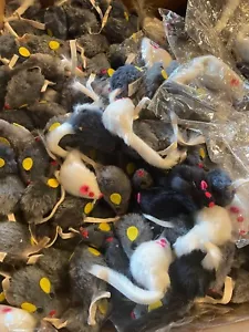 Fur Catnip Mice 50 Pack Cat Toy Furry Mouse With Tail Original Critters bulk - Picture 1 of 1