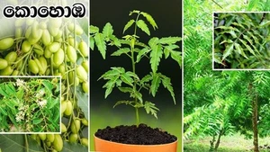 Freshly Picked 100 Dried NEEM LEAVES Ceylon Herbal Pure Organic Premium Quality - Picture 1 of 2