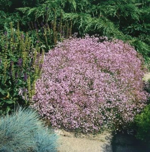 Gypsophila repens 'Rosenschleier', Schleierkraut, rosa, ca. 9x9 cm Topf - Bild 1 von 3