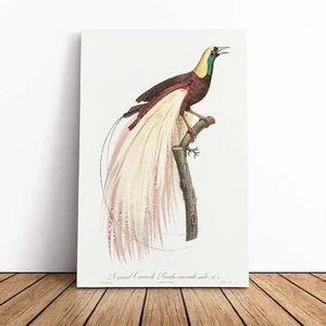 Emperor Bird Of Paradise Vintage Jacques Barraband Canvas Wall Art Print Framed - Picture 1 of 7