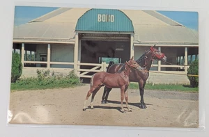 RPPC Sun's Carbon & His Colt At Bobo's Stables Tennessee Colored Postcard Horses - Picture 1 of 4