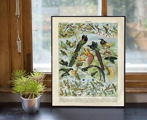 POSTERDRUCK Larousse ungewöhnliche Vögel Kolibris Leier Vogel Milot - Bild 1 von 6