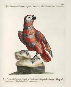 Saverio Manetti : "Red Factor African Grey Parrot" (1767-1776) — Fine Art Print - Picture 1 of 7