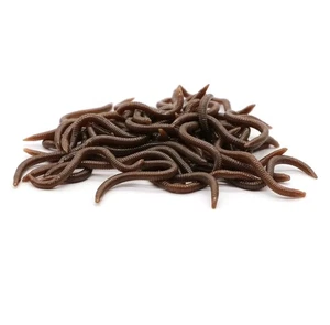 Fishing Imitation Earth Worms 50 Pack 9cm Scented - Picture 1 of 5