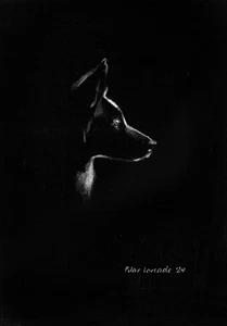Chalk drawing. White chalk on black paper. Border Collie, size A5 - Picture 1 of 1