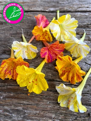 WUNDERBLUME BUNT ♥️ 20 + Samen 🌼 Duftblüten  Sommerfarben Schweizerhose - Bild 1 von 4