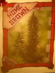 HOME GROWN HAWAII POT VINTAGE 1970's HEADSHOP IRON ON TRANSFER -NICE, B-25 - Picture 1 of 2