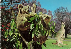Postcard Australia Koalas and Kangaroo with Joey Circa 1970's - Picture 1 of 2