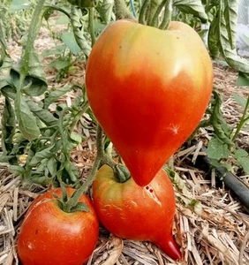 35 Samen - Venustomate - alt - Bauernsaatgut - BIO - Bild 1 von 1