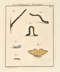Rösel von Rosenhof Original 1746 Altkolorit Papilionum Nocturnorum Raupe Motten - Picture 1 of 4