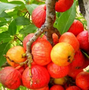 Ficus racemosa Cluster Fig Tree, Goolar, India Edible Fruit Bonsai - 20 See ds - Picture 1 of 10