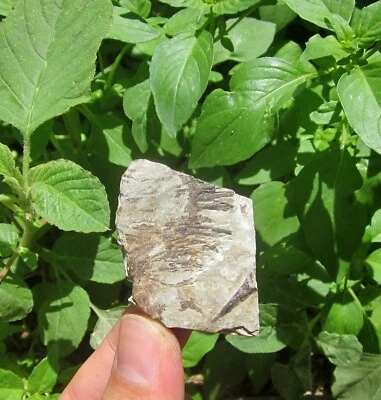 Mesozoic Cretaceous Period Jehol Wing Dragon Bone Feather Pterosaur Tooth Fossil - Image 1 of 4