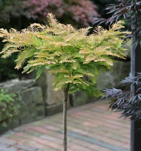 Hochstamm Kugel Urweltmammutbaum Matthaie 100-125cm - Metasequoia - Bild 1 von 1