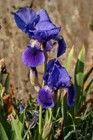 Lot of 20 Purple Lily or Germanic Iris Rhizomes