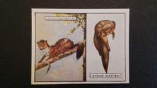 WILLS  1929.  ANIMALS AND THEIR FURS,  N0 14, OF  25. STONE OR BEECH  MARTIN.
