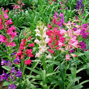 100 LARGE FLOWERED BEARDTONGUE Penstemon Grandiflorus Seeds - Picture 1 of 6