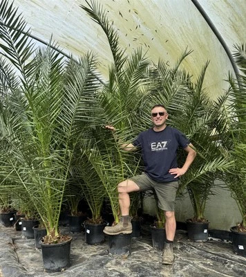 Phoenix Date Palm Tree 6ft Extra Large Big & Chunky in a Pot By Direct Plants - Image 1 of 4