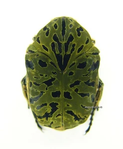 Escarabajo/Cetoniidae sin montar - Gymnetis pantherina meleagris, FEM, A- - Imagen 1 de 1
