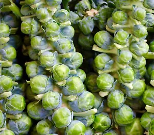 Brussels Sprout Early Half Tall - 800x seeds - Vegetable - Picture 1 of 1