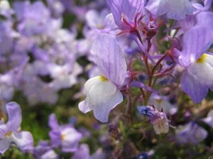 Snapdragon Fairy Bouquet Flower Seed,( Linaria Maroccana) "COOL BEANS N SPROUTS" - Picture 1 of 3