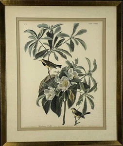 Robert Havell after John James Audubon Bachman's Warbler Print Framed Double Mat - Picture 1 of 14