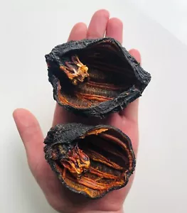 200g Bio Qualität getrocknete Meeresfrüchte getrocknete Island Seegurke UK Verkäufer - Bild 1 von 12