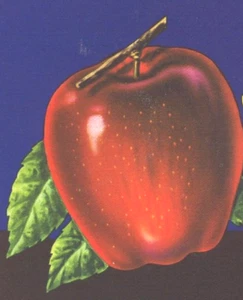 VTG Label Dinner Gong Apples Yakima WA Stadelman Fruit CO - Bild 1 von 2