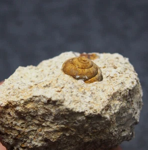 Snail Cepaea Rüssingen Formation Bivalve Fossils Mollusks Schnecke - Picture 1 of 4