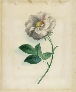 James Holland OWS (1799-1870) Watercolour Painting - Rose Study - Still Life - Picture 1 of 9