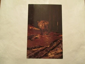 Cartolina Orso Grizzly  - Foto 1 di 2