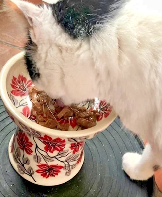 Plato seco de cerámica polaco para perro pequeño gato criado firma KS01 árbol de algodón de seda Foto 1 de 4