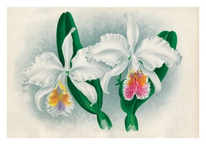 Cattleya Mossiae by Jean Linden Orchids A4 Art Print - Picture 1 of 1