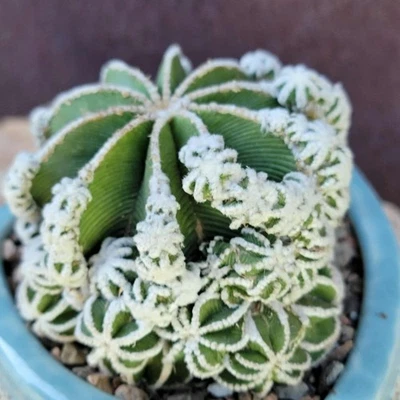 Aztekium hintonii f. proliferum- Rare Cactus - Exact Specimen - Image 1 of 4