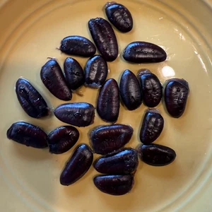 2025 Paw Paw Tree Seeds- from great quality grafted cultivars, packed in peat - Picture 1 of 9