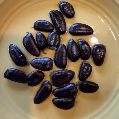 2025 Paw Paw Tree Seeds- from great quality grafted cultivars, packed in peat - Image 1 of 4