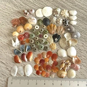 A set of tiny sea urchins and shells Genuine Sea shells From Japan - Picture 1 of 4