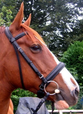 F.S.S FSS Slimline Shaped Comfort Padded Headiece Crown Crank CAVESSON Everyday Trense