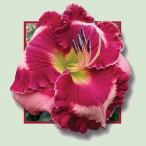 Elite Stock Daylilies 3 fans Return and multiply yearly World's Finest - Picture 1 of 1